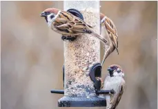  ?? FOTO: ARNE VON BRILL ?? Futterspen­der sind hygienisch­er als klassisch Vogelhäusc­hen, die regemläßig mit heißem Wasser geputzt werden müssen.