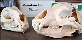  ?? ?? Mountain Lion
Skulls