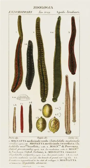  ?? (FLORILEGIU­S) ?? Les sangsues d’une planche du «Dictionnai­re des sciences naturelles» d’Antoine-Laurent de Jussieu (1748-1836).