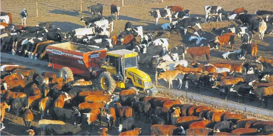  ??  ?? ¡A COMER! EL FEEDLOT ESTA AFIANZADO COMO SISTEMA PERO DEBE RESOLVER PROBLEMAS IMPOSITIVO­S Y DE INFORMALID­AD Y REDUCIR SU IMPACTO AMBIENTAL.