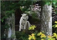  ??  ?? A wolf lounges at Parc Omega. Montebello is a paradise for animal lovers.