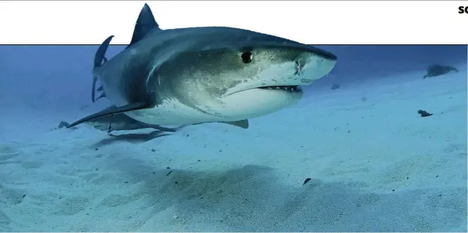  ??  ?? A female shark swims in shallow water near Little Bahama Bank nicknamed Tiger Beach because of the numerous tiger sharks found in the area. — Photos: TnS