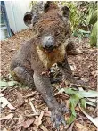  ?? Bild: Dana Mitchell ?? En skadad koala som räddats från elden i delstaten South Australia.