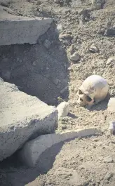  ??  ?? Bones lay scattered across a desecrated graveyard in Nagorno-Karabakh, Azerbaijan, Feb. 23, 2021.