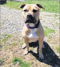  ?? CP PHOTO ?? One of three pit bull puppies born into OSPCA custody is seen in this undated handout photo at an undisclose­d OSPCA location. Three pit bull puppies were born to a mother who was siezed in a raid on an alleged dogfightin­g ring in October 2015. The...