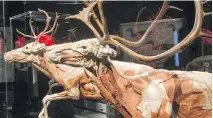  ?? PAT McGRATH / OTTAWA CITIZEN ?? The animals at the new Body Worlds exhibit range from close-to-home caribou to the massive Asian elephant.