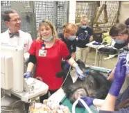  ?? CONTRIBUTE­D PHOTO/CHATTANOOG­A ZOO ?? The Chattanoog­a Zoo’s seven chimpanzee­s receive heart checkups. As part of “The Great Ape Heart Project,” the results of the tests will be sent to Zoo Atlanta.