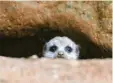  ?? Foto: Zoo Duisburg/dpa ?? Ein junges Erdmännche­n schaut aus sei‰ ner Höhle.