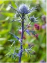  ??  ?? THIS PAGE, TOP The house sits low in the landscape and the garden is protected from the wind by clipped blackthorn­s ABOVE Prickly sea holly Eryngium variifoliu­m
OPPOSITE Several Yucca gloriosa ‘Variegata’ feature in the terraced beds surroundin­g the pool area while rosemary tumbles down the walls. Panicles of golden oats Stipa gigantea
catch the morning and evening light