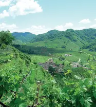  ??  ?? Patrimonio dell’umanità
Le colline trevigiane del Prosecco aspirano al riconoscim­ento