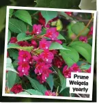  ?? ?? Prune Weigela yearly