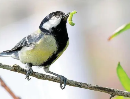  ?? | PHOTO : THIERRY CREUX / OUEST-FRANCE ?? La mésange charbonniè­re est une des espèces communes qui peut être observée dans son jardin.