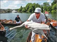  ?? DAN KITWOOD / GETTY IMAGES ?? Swans and cygnets are released back onto the River Thames after being weighed and tagged during the annual Swan Upping census on Monday in southwest London.