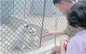  ??  ?? Visitors feed dogs at the new Korea Central Zoo in Pyongyang. Dozens of varieties of dogs — including schnauzers, German shepherds, Shih Tzus and Saint Bernards — are on display in the “dog pavilion”.