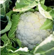  ?? NICOLA GALLOWAY ?? Harvest cauliflowe­r when the heads are tight and firm.