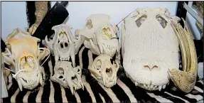  ??  ?? The skulls on endangered wild animals are among the items smuggled in