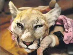  ?? Al Seib Los Angeles Times ?? CONSERVATI­ONISTS are considerin­g capturing pumas in one part of the Santa Anas and trucking them across the 15 Freeway so that they can breed.