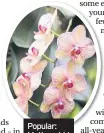  ??  ?? Popular: Moth orchid