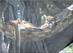  ??  ?? Above: Mountain lion cubs sleep in a leather hammock during a media preview of the Oakland Zoo’s new California Trail expansion on Wednesday.Left: Female adult buffalo stay close to a calf. The expansion doubles the zoo’s current size.