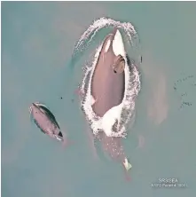  ??  ?? In this aerial photograph, Tahlequah the whale is shown with her new calf born in September. The photo was obtained using a non-invasive octocopter drone during research by Dr. Holly Fearnbach and Dr. John Durban. [PHOTO PROVIDED]