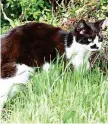  ?? FOTO: ECKHARD KRUSE ?? Am Haus Landluft gibt es auch eine Futterstel­le für Freigänger, die der Pasewalker Katzenvere­in betreut.