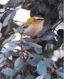  ??  ?? Firecrest