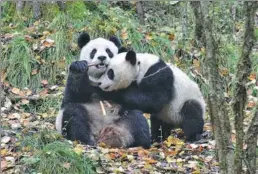  ?? PROVIDED TO CHINA DAILY ?? Zhang Xiang (right) and his mother Zhang Ka in the wild environmen­t in Wolong, Sichuan province, in November 2013.