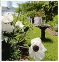  ?? DANA JENSEN/ THE DAY ?? The Noank Village House &amp; Garden Tour will feature the Noank home and gardens of Jim and Nancy Pratt. Their gardens include these poppies.