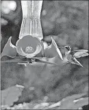  ?? [JOHN SWITZER/DISPATCH] ?? More hummingbir­ds have visited John Switzer’s feeder this year.