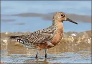  ?? BY CHUCK HOMLER/CREATIVE COMMONS CONTRIBUTE­D ?? The red knot, a robin-size shorebird, is a champion of long-distance migratory birds, traveling as many as 9,300 miles every spring from winter grounds in South America to nesting grounds in the Arctic tundra, and then making the reverse trip during fall migration.