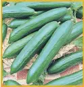  ?? [NATIONAL GARDEN BUREAU] ?? When firm and evenly green, cucumbers are ready for picking.