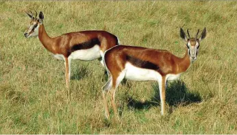  ??  ?? Koffie springbokk­e. Die skaarsheid van dié kleurvaria­nt beteken dat daar in die wildmark nog goeie pryse daarvoor behaal word, sê Ro’an.