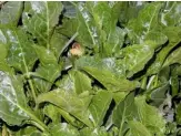  ??  ?? Sea beet or sea spinach in April. Sauté in oil with optional garlic for a free treat!