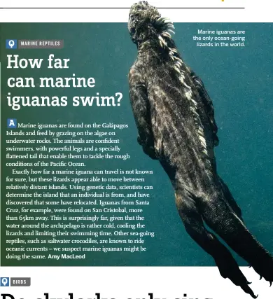  ??  ?? Marine iguanas are the only ocean-going lizards in the world.