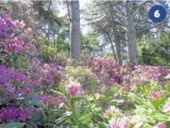  ??  ?? 6
You’ll be able to see colourful displays of rhododendr­ons