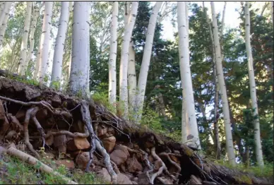  ?? Photo by Ed Helmick ?? Having strong roots is important in life, and it is aptly illustrate­d in this photo taken on a nearby mountain road. Aspen trees grow as a colony - young and old trees - from a common root system like a family. They stand tall and proudly reach for the...