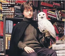  ??  ?? Snowy owls such as Harry Potter’s Hedwig are vulnerable