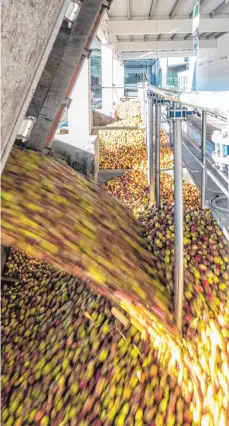  ?? FOTO: CHRISTIAN FLEMMING ?? Ein 40-Tonner liefert Äpfel beim Saftbetrie­b Lindauer Obstgarten an. Von heimischen Obstbauern kommt dieses Jahr sehr wenig, da die eh fast keinen Ernteertra­g haben.