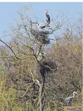  ?? FOTO: STOLL ?? Stilleben mit Graureiher: Bernard Stoll fotografie­rte den Teil einer von insgesamt zwei Kolonien entlang der Düssel.