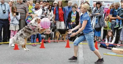  ??  ?? Alle Achtung: Was Hunde alles können. Davon können sich Besucher des Sommerfest­s im Tierheim bei vielen Vorführung­en überzeugen.