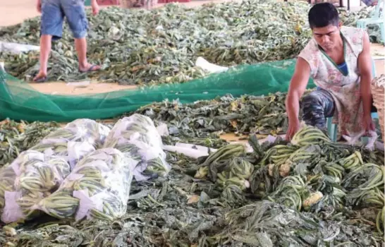  ?? Photo by Milo Brioso ?? PACKING IT RIGHT. The Benguet Agri-Pinoy Trading Center(BAPTC) management urged stakeholde­rs of proper handling on their produce to avoid loss of profit.