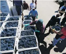  ?? PHOTOS: ESTEBAN FELIX/THE ASSOCIATED PRESS ?? Tourists bring in crates of grapes during their tour of Viu Manent vineyard. Chile has been making wine since the mid-1500s, when Spanish settlers brought the first vines, and has become known for producing reliable and affordable wines.