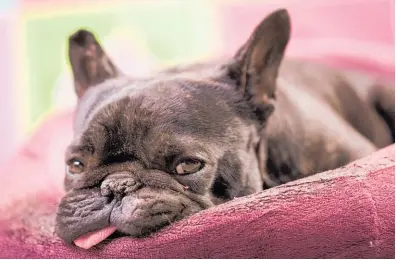  ?? 123RF ?? Cute as they may be, French bulldogs’ squashed muzzles make it hard for them to breathe.