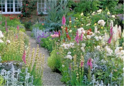  ??  ?? ❤ Stems of yellow sisyrinchi­um line a gravel path, with silvery Stachys byzantina, foxgloves, white lupins and rosa ‘Penelope’