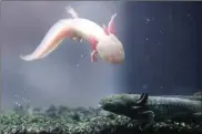  ?? GHOFUUR EKA/JAWA POS ?? KECILNYA KANIBAL: Pada usia kurang dari tiga minggu, axolotl kerap bertengkar hingga memakan saudaranya sendiri.