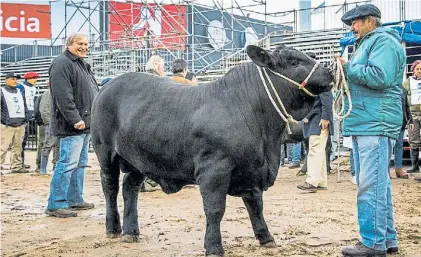  ?? TÉLAM ?? Apolo, en Palermo. Es un ternero Brangus nacido en agosto de 2018, que actualment­e pesa 517 kilos.