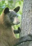  ??  ?? Black bears range in color from black to cinnamon or blonde. Adult males can weigh more than 800 pounds.