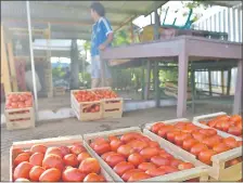  ??  ?? Según importador­es, es poca la oferta de tomate nacional en el Abasto. Ayer se ofertaba a G. 70.000 la caja.