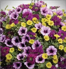  ?? COURTESY OF CHRIS BROWN PHOTOGRAPH­Y ?? Proven Winners has developed a new recipe called New Orleans that features Supertunia Royale Plum Wine verbena, Supertunia Bordeaux petunia and this year’s new Supertunia Mini Vista yellow petunia.