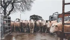  ?? Picture: PETER RISTEVSKI ?? The saleyards are set to be demolished.